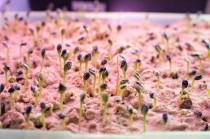 先正达集团: 融合分子技术与人工智能 加速原研植保技术创新