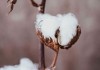 胜桦东北大米的价格是怎样的？这一价格受哪些因素影响？