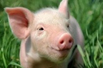 近七年新低，猪价跌至每斤5块多，专家：短期内猪价仍将承压运行，下半年有望好转