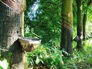 泰国橡胶停割期相关情况如何？停割期对橡胶市场有何影响？