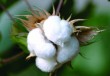 怎样理解棉花期货？棉花期货有何交易规则？