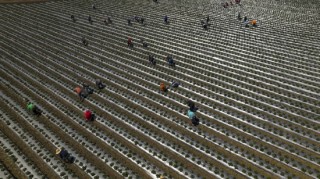 特朗普移民严打为何未能提振就业