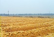 豆油棕榈期权与玉米期权如何操作？不同品种期权操作有何差异？