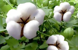 中旬棉花的价格如何衡量？这种衡量方式的可靠性如何？