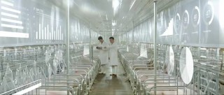 河南养猪巨头，3个月净赚超40亿