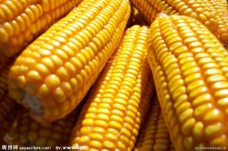 如何合理交易玉米期权？玉米期权交易有哪些要点？