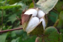 如何理解棉花期货价格变动一个点的内涵？这对交易决策有何作用？