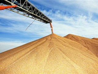 玉米价格达到何种程度算高位？判断高位的标准有哪些依据？