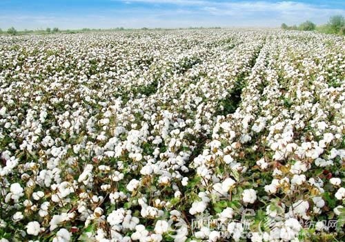 低音炮吸音棉的放置方法是什么?如何确保吸音效果最佳? 第1张 低音炮吸音棉的放置方法是什么?如何确保吸音效果最佳? 第1张