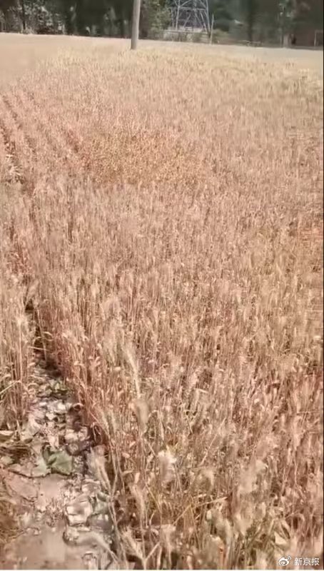 河南干旱部分农户提前割麦，农业部门：将救灾资金用于灌溉打井  第1张