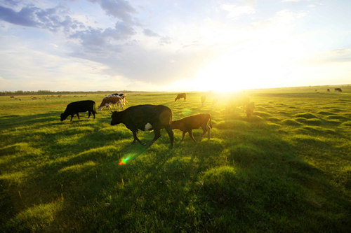 如何选择合适的买车险方式?合适的买车险方式有哪些判断标准? 第1张 如何选择合适的买车险方式?合适的买车险方式有哪些判断标准? 第1张